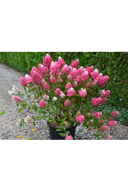 Hydrangea paniculata Framboisine Rensam